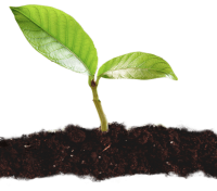 Spende Waldschutz Plus